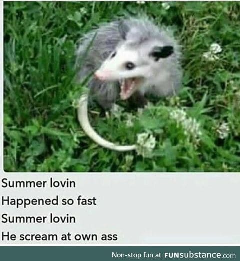 Baby possums are adorable :v