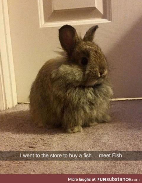 Got a fish