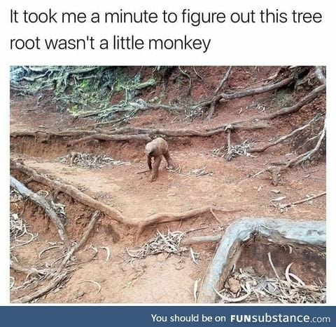 Tree root that looks like a monkey