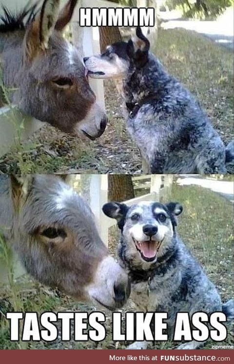 Kinky doggo makes a discovery.