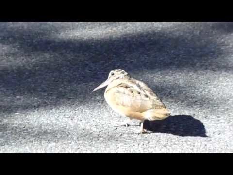 Dancing birb