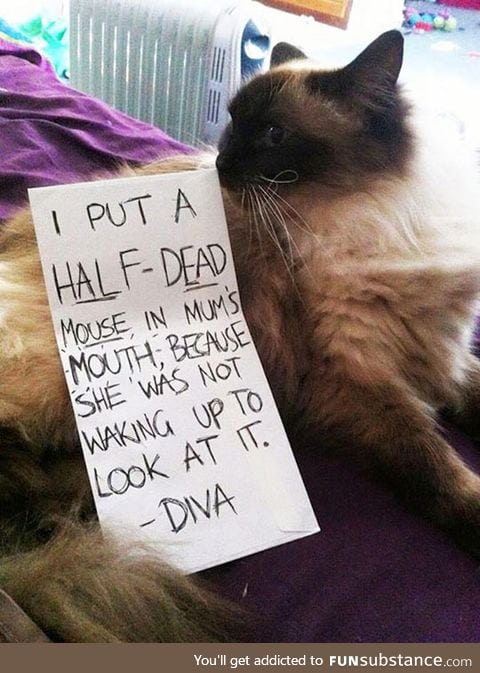 Ungrateful human, it was a gift