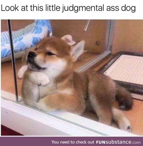 He's judging you