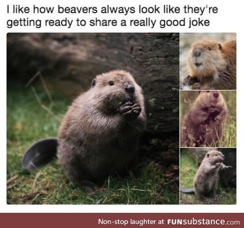 Beaver jokes