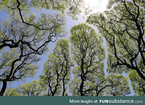 Crown shyness, a phenomenon where the leaves of individual trees don't touch others