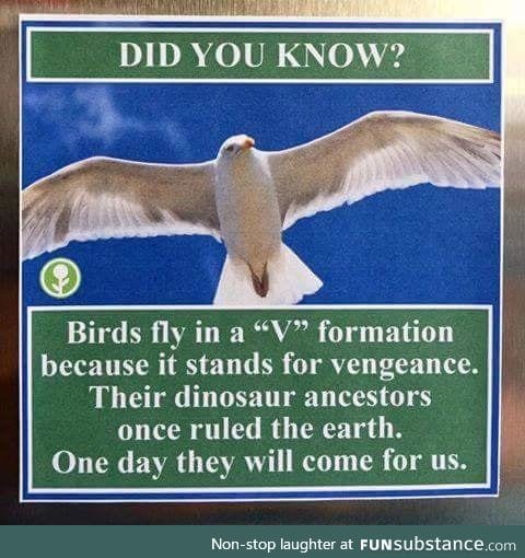 If only birds were a bit bigger