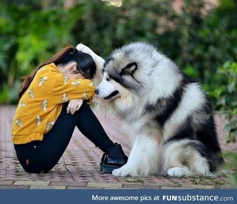 Humans most loyal friend