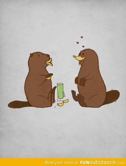 When a Beaver Seduces a Platypus