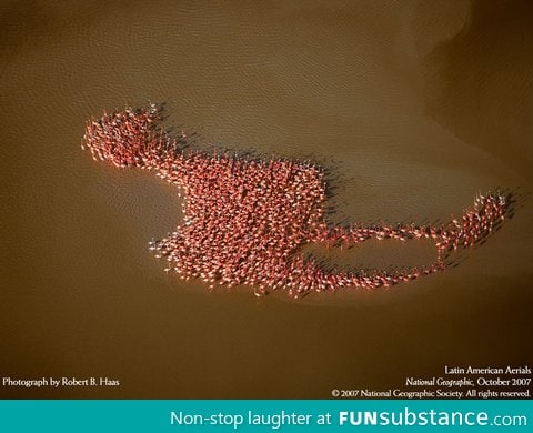 The flock shaped like one