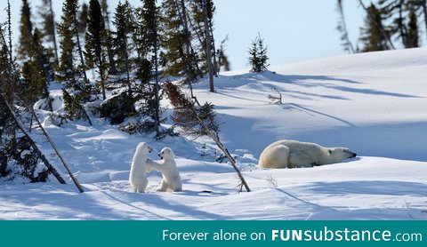 Polar Bear cubs wrestle while mom naps