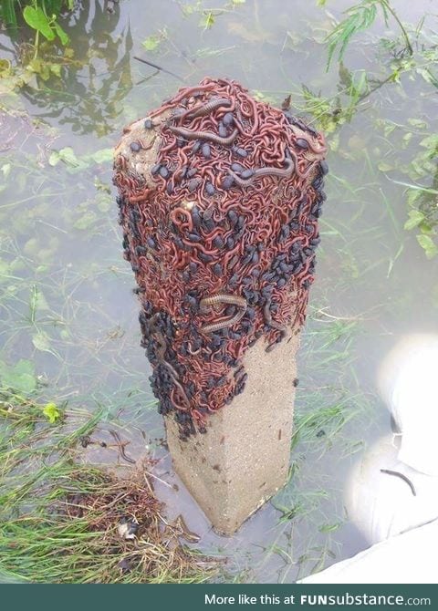 Insects looking for shelter after a flood