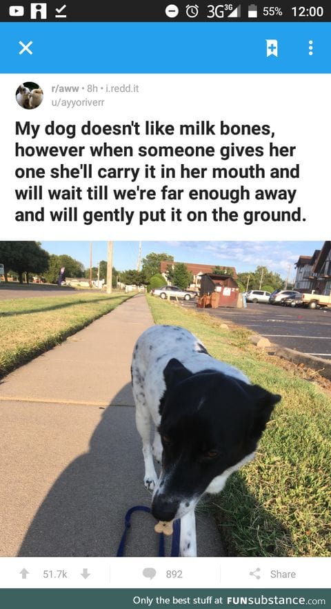 This dog knows