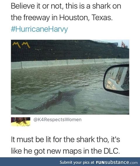 Shark found in Houston