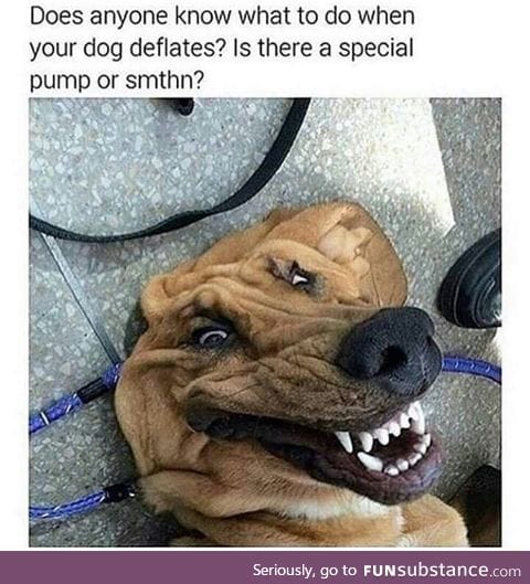 Deflated dog