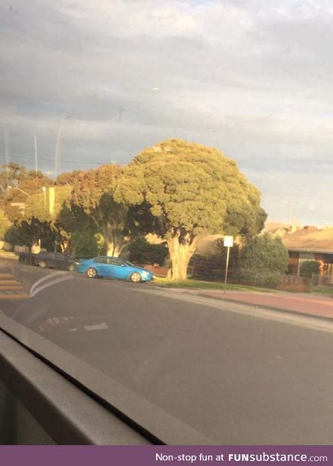 This tree looks like straight up broccoli