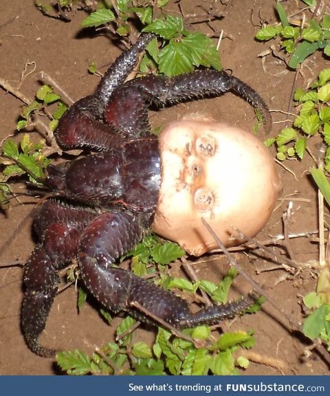Hermit crab using a discarded doll head for a shell