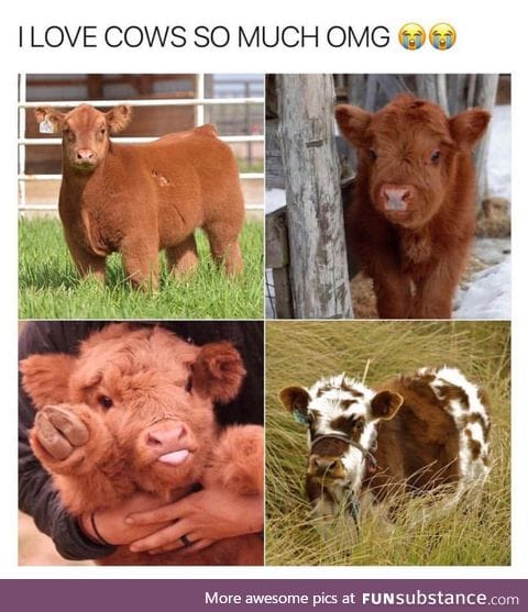 Fluffy Little Hooved Puppies