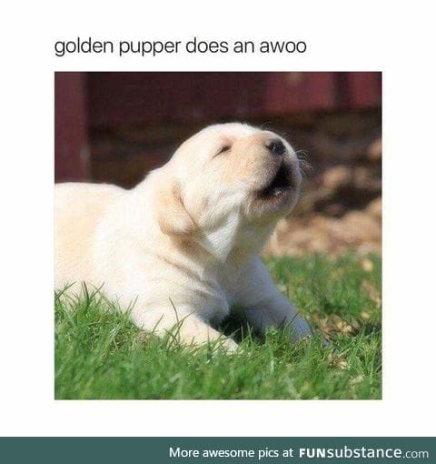 Awoooooo!
