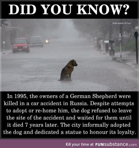 A very loyal dog