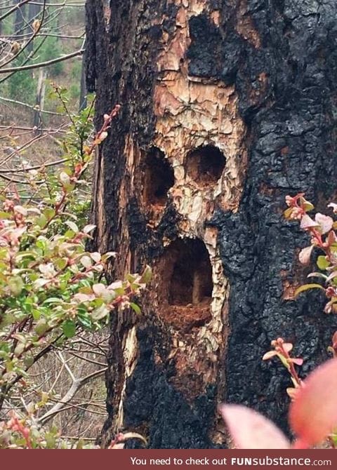 A woodpecker did this