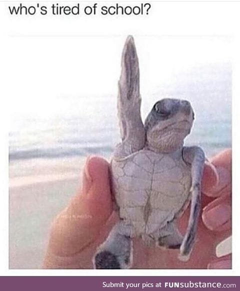 Who's tired of school?