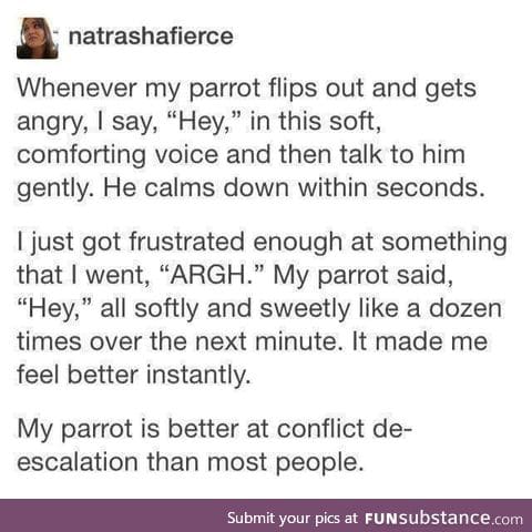 That's a good parrot