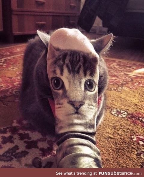 Cat socks