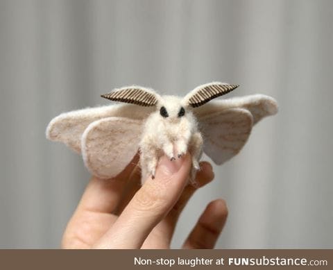 Venezuelan Poodle Moth - A newly discover species