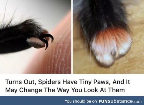 But they have 8 paws!