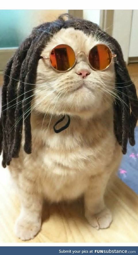Bob meowley