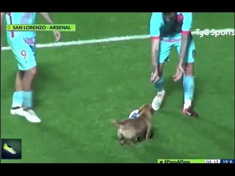 Puppy Interrupts Soccer Game and Steals the Ball