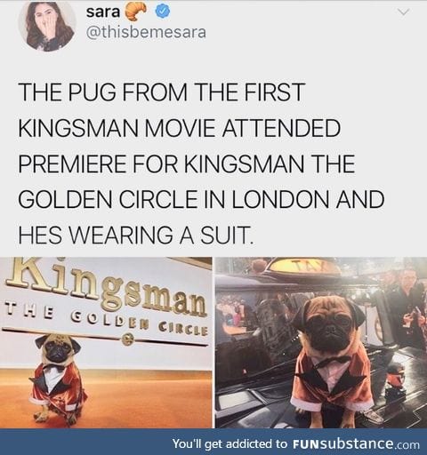 All pugs should wear suits