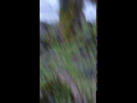 Hiker sees bear crossing treacherous river