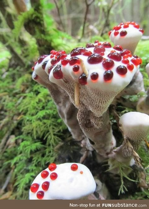 This mushroom looks like it is right out of Willy Wonka's chocolate room