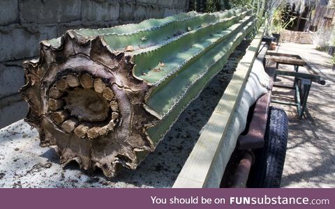 Inside a Saguaro cactus