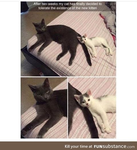 I would love to cuddle with that kitten