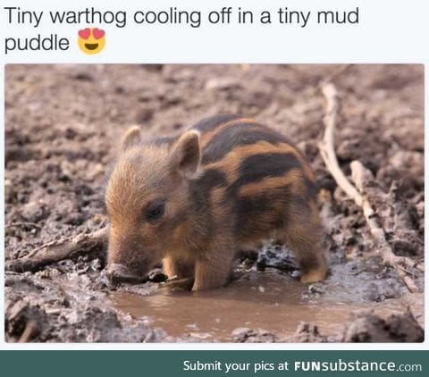 Smol cutie patootie