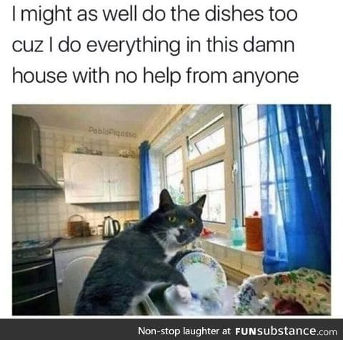 Why ya'll bullying the cat?
