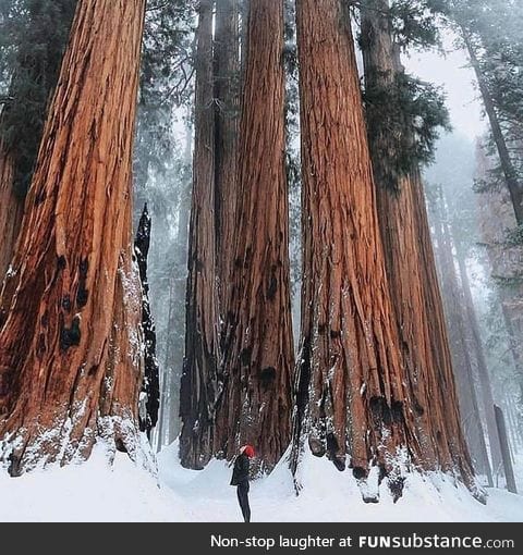 Elf's Forest