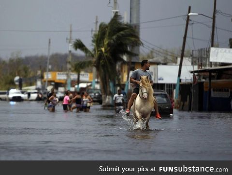 Photogenic Horse to the Rescue?