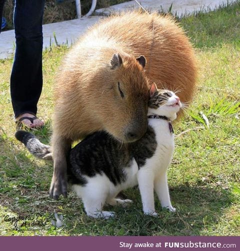 Capybaras like most animals, apparently