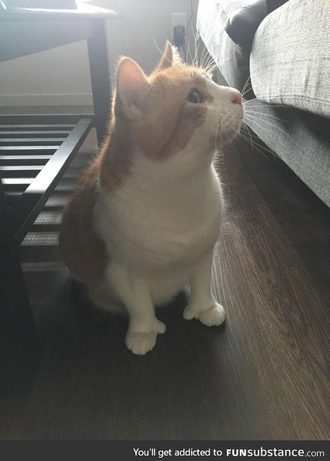 This cat has thumbs