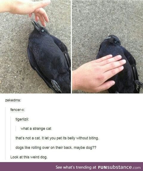 Beautiful doggo