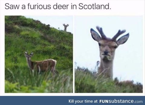 susan, i deer you!
