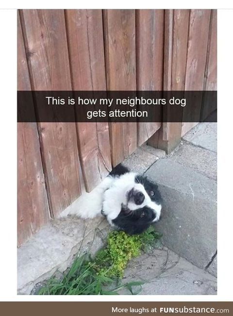 He wants a belly rub