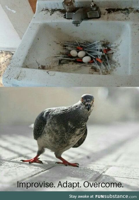 Pigeon's nest made entirely from used hypodermic needles (Vancouver)