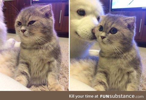 Surprise boop