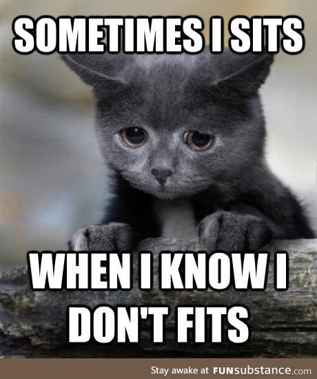 Confession cat