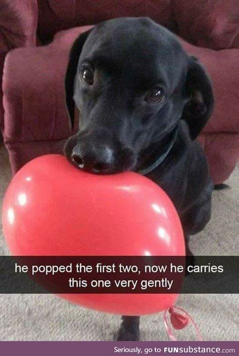 awww doggy.. i buy you a new one :)!