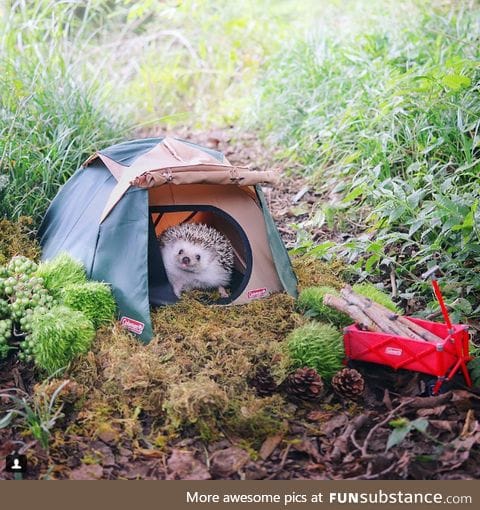 gonna go camping like..